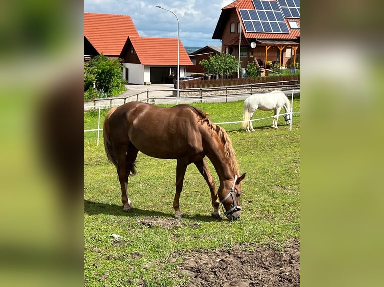 KWPN Stute 18 Jahre 163 cm Fuchs in Kupferzell