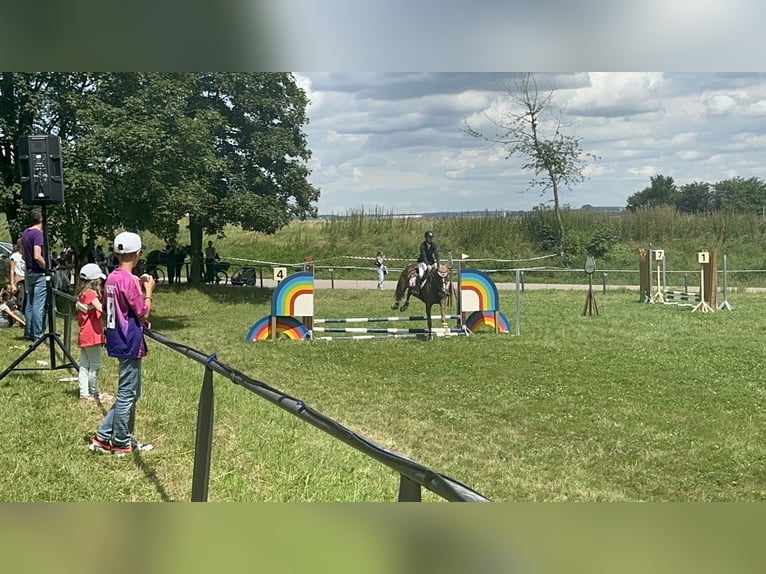 KWPN Stute 18 Jahre 163 cm Fuchs in Kupferzell