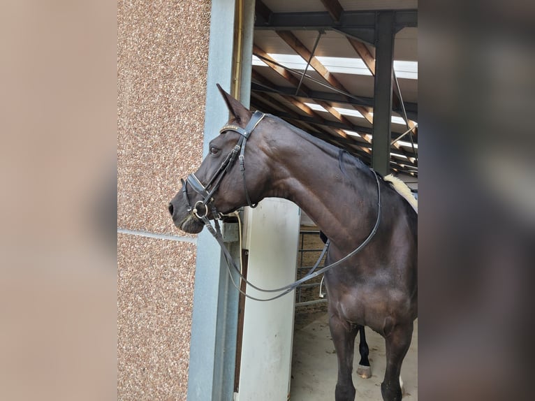 KWPN Stute 18 Jahre 165 cm Rappe in Ossenisse