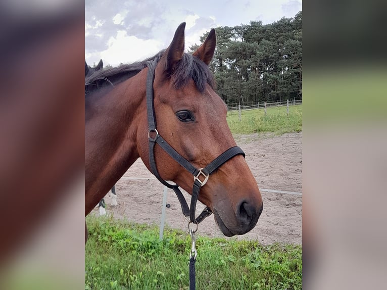 KWPN Stute 18 Jahre 168 cm Brauner in Herzberg