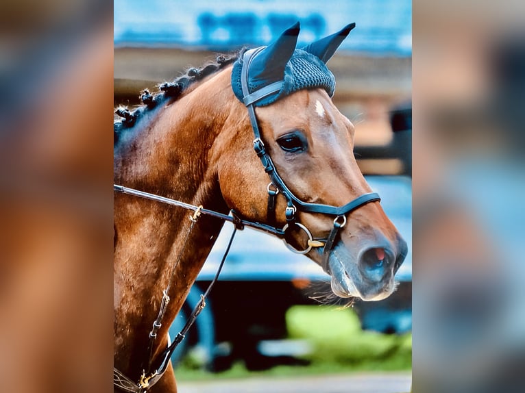 KWPN Stute 18 Jahre 168 cm Brauner in Feldkirch