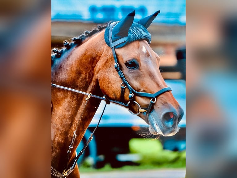 KWPN Stute 18 Jahre 168 cm Brauner in Feldkirch