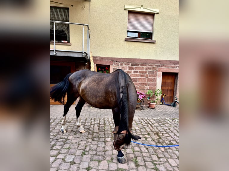 KWPN Stute 18 Jahre 168 cm Brauner in Oberzent