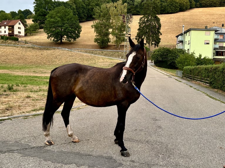 KWPN Stute 18 Jahre 168 cm Brauner in Oberzent