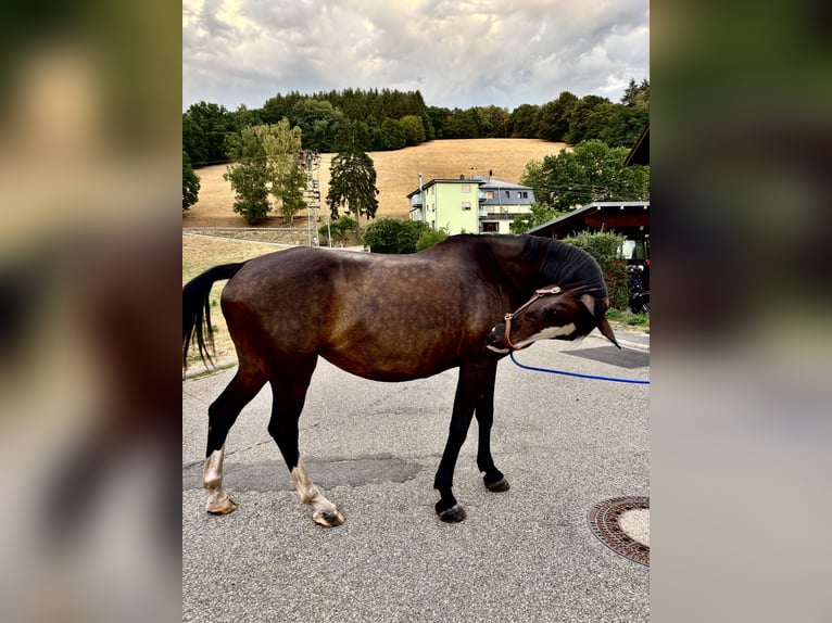 KWPN Stute 18 Jahre 168 cm Brauner in Oberzent