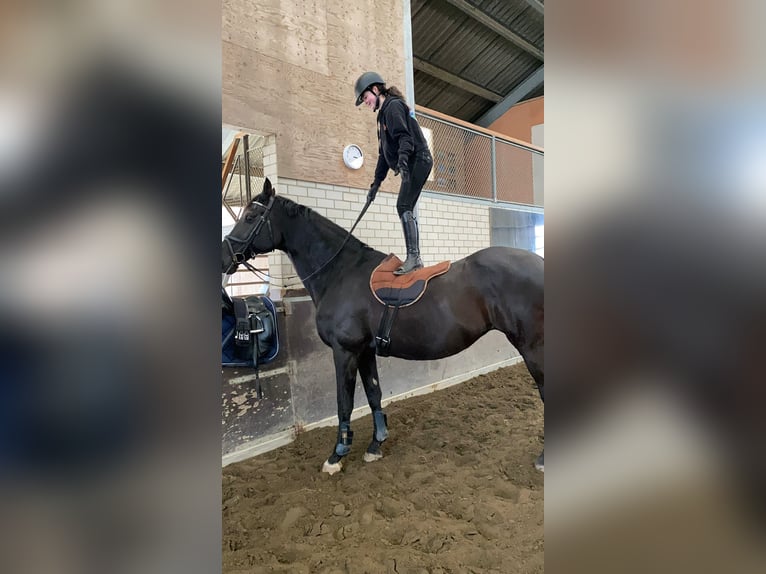 KWPN Stute 18 Jahre 171 cm Schwarzbrauner in Wehl