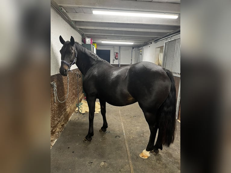 KWPN Stute 19 Jahre 155 cm Brauner in Hellenthal
