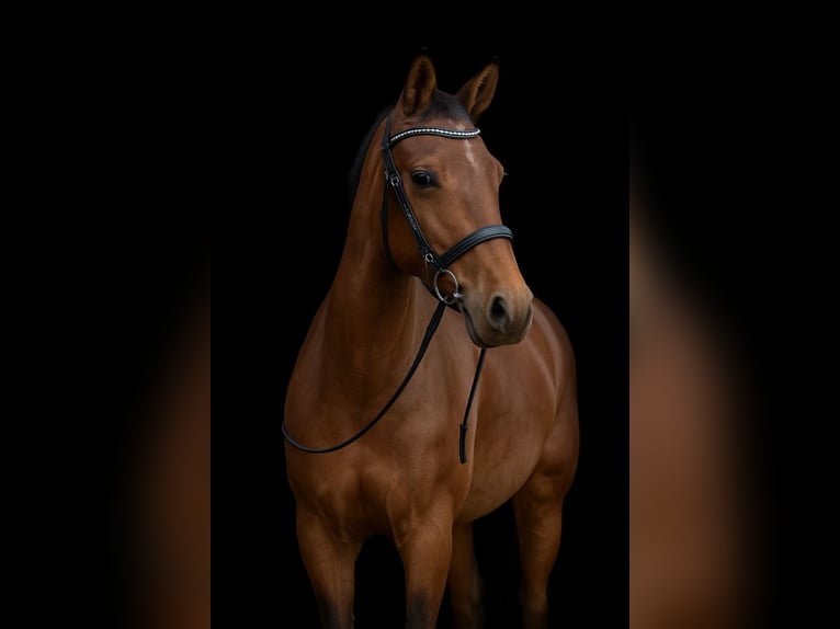 KWPN Stute 19 Jahre 156 cm Dunkelfuchs in Beilstein