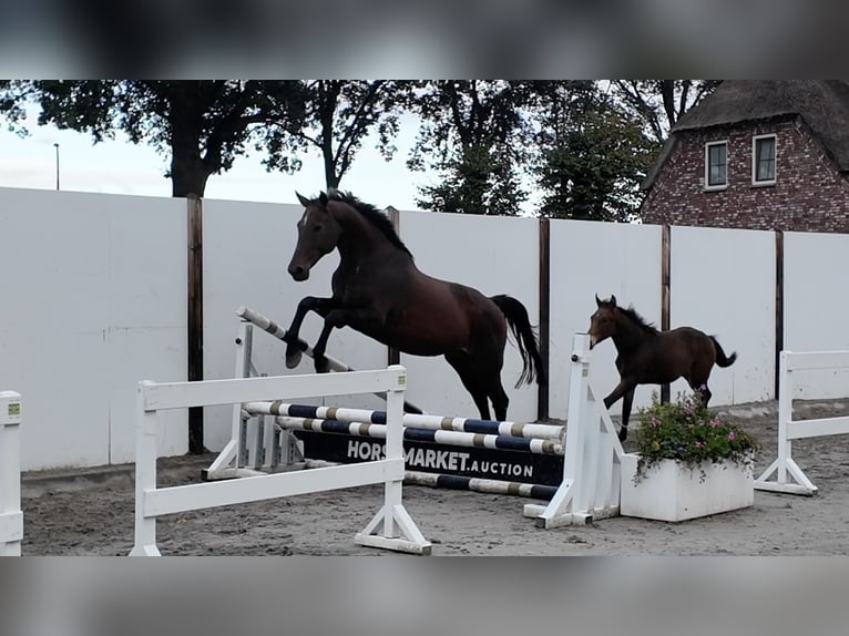 KWPN Stute 19 Jahre 162 cm Rotbrauner in Waddinxveen