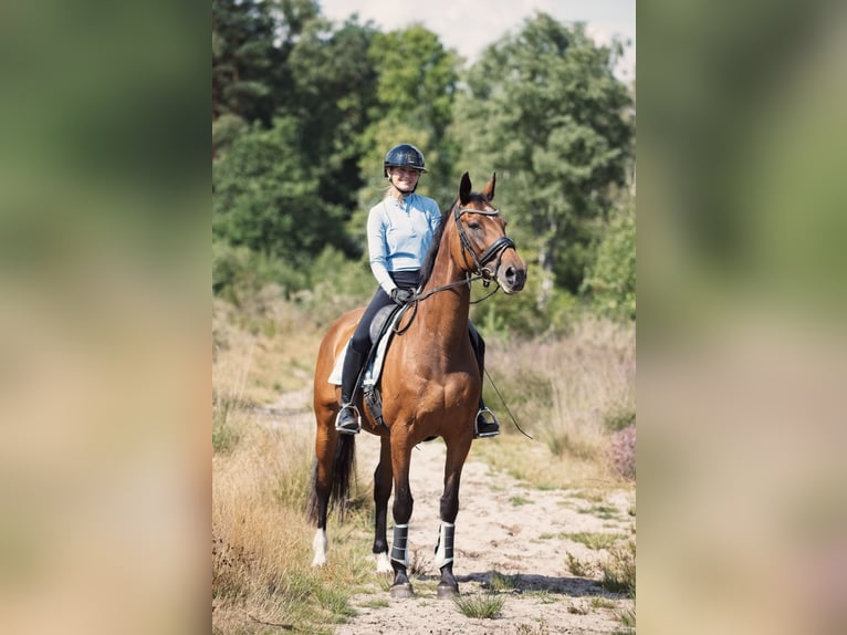 KWPN Stute 19 Jahre 165 cm Brauner in Heesch
