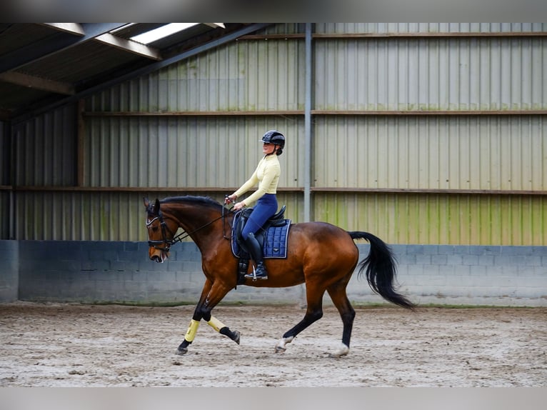 KWPN Stute 19 Jahre 165 cm Brauner in Heesch