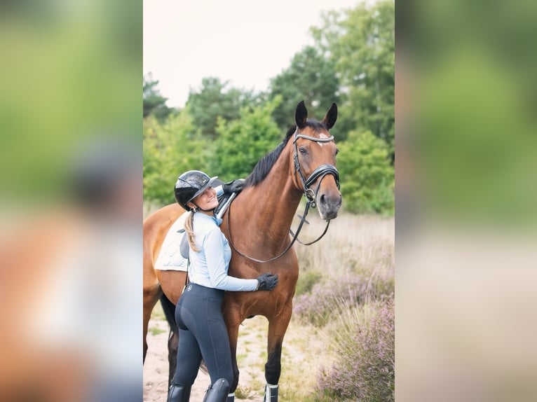 KWPN Stute 19 Jahre 165 cm Brauner in Heesch