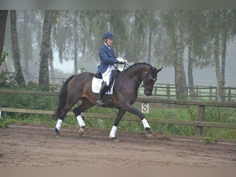 KWPN Stute 19 Jahre 165 cm Dunkelbrauner in Keijenborg