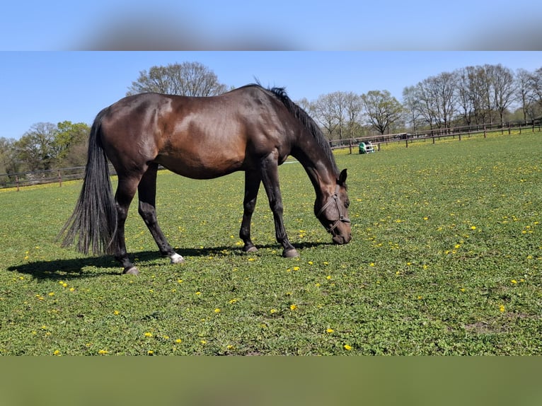 KWPN Stute 19 Jahre 165 cm Dunkelbrauner in Keijenborg