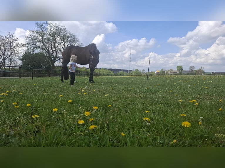 KWPN Stute 19 Jahre 165 cm Dunkelbrauner in Keijenborg