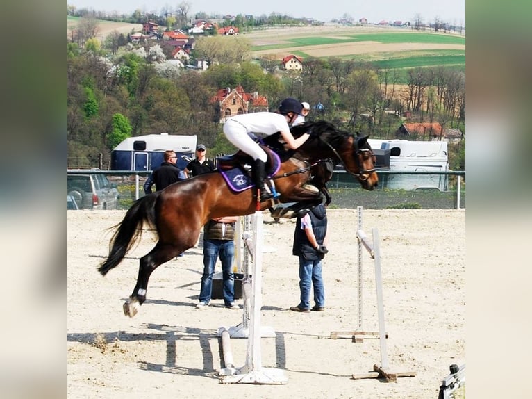 KWPN Stute 19 Jahre 168 cm Schwarzbrauner in Piaseczno