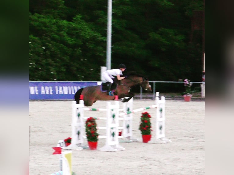 KWPN Stute 19 Jahre 168 cm Schwarzbrauner in Piaseczno