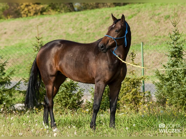 KWPN Stute 19 Jahre 168 cm Schwarzbrauner in Piaseczno