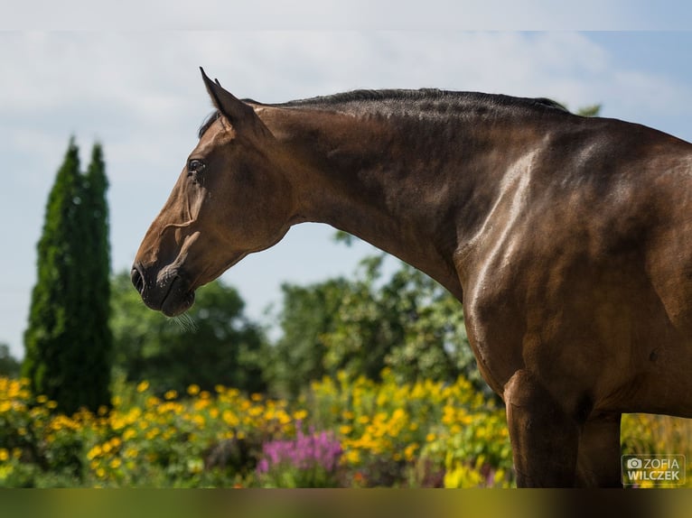 KWPN Stute 19 Jahre 168 cm Schwarzbrauner in Piaseczno