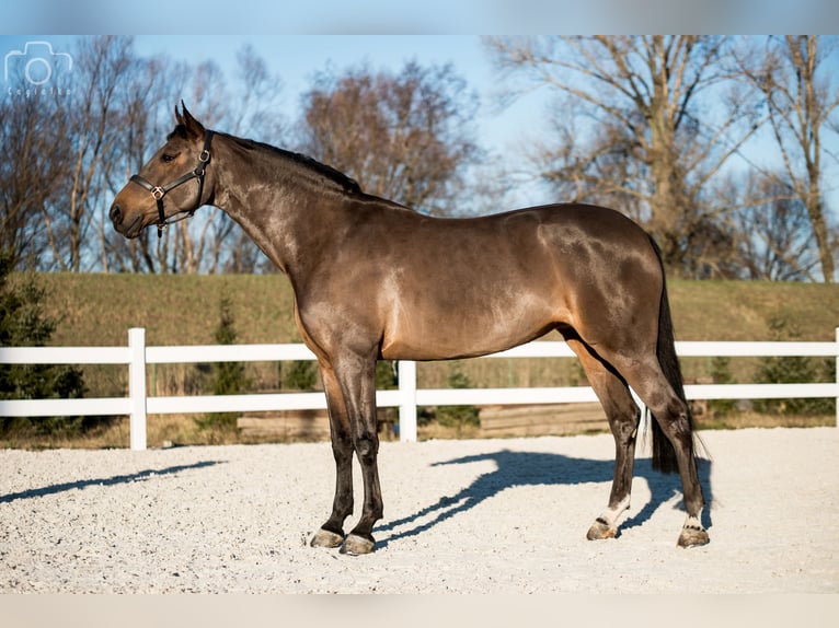 KWPN Stute 19 Jahre 168 cm Schwarzbrauner in Piaseczno