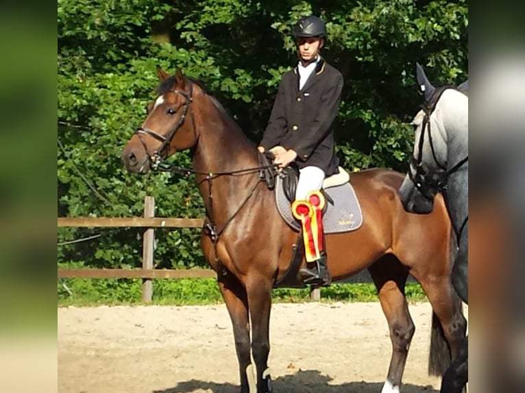 KWPN Stute 19 Jahre 172 cm Dunkelbrauner in Someren