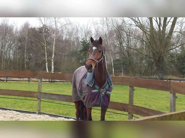 KWPN Stute 19 Jahre 172 cm Dunkelbrauner in Someren