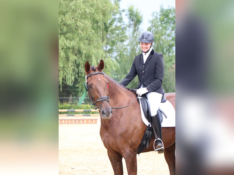 KWPN Stute 19 Jahre 180 cm Dunkelfuchs in Lengerich