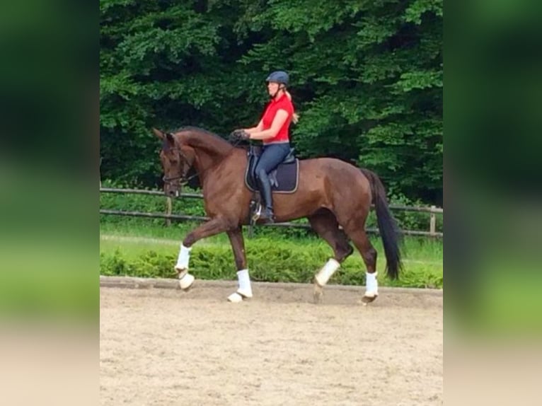 KWPN Stute 19 Jahre 180 cm Dunkelfuchs in Lengerich