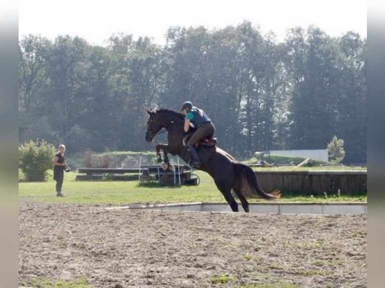 KWPN Stute 19 Jahre 180 cm Dunkelfuchs in Lengerich