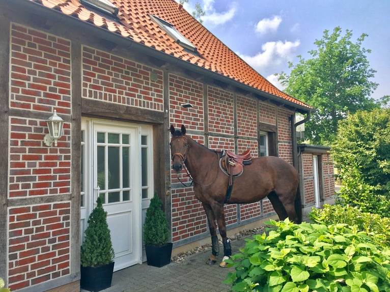KWPN Stute 19 Jahre 180 cm Dunkelfuchs in Lengerich