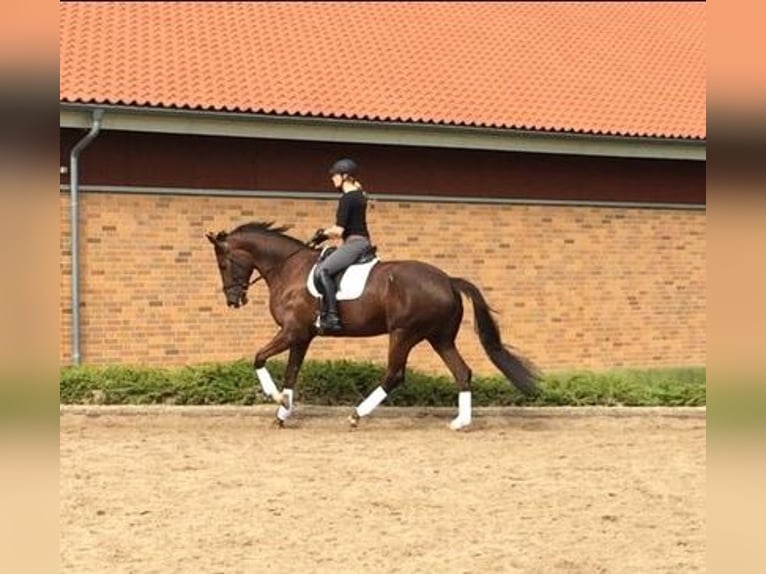 KWPN Stute 19 Jahre 180 cm Dunkelfuchs in Lengerich
