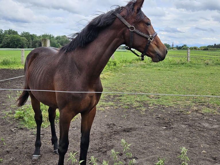 KWPN Stute 1 Jahr 160 cm Brauner in beerse