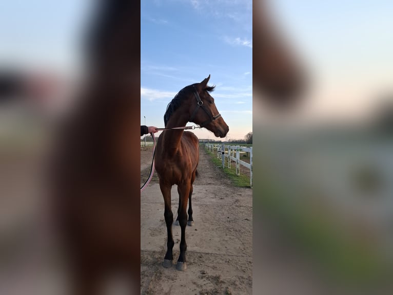 KWPN Stute 1 Jahr 160 cm Brauner in Keijenborg