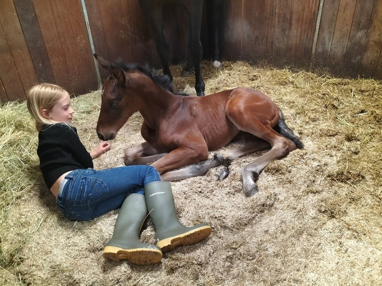 KWPN Stute 1 Jahr 160 cm Brauner in Keijenborg