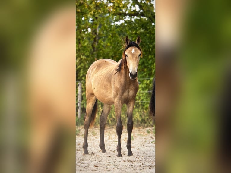 KWPN Stute 1 Jahr 165 cm Buckskin in Ulicoten