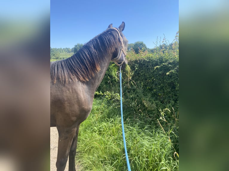 KWPN Stute 1 Jahr 165 cm Rappe in Vaals