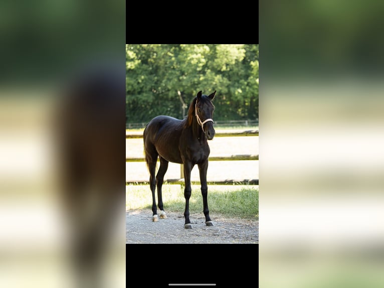 KWPN Stute 1 Jahr 165 cm Rappe in Vaals