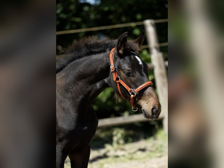 KWPN Stute 1 Jahr 168 cm Brauner in Ulicoten