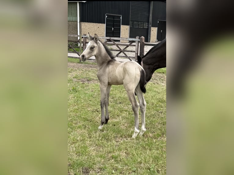 KWPN Stute 1 Jahr 168 cm  in Driezum