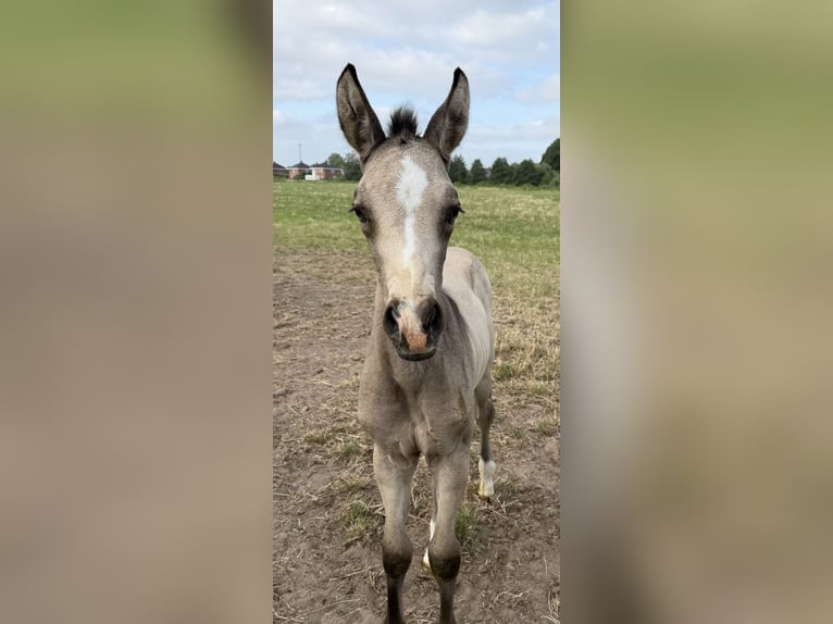 KWPN Stute 1 Jahr 168 cm  in Driezum