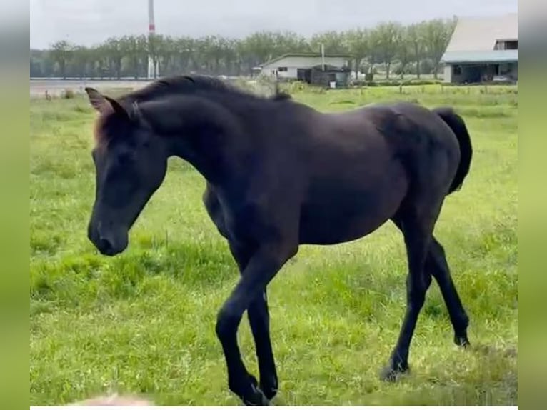 KWPN Stute 1 Jahr 169 cm Rappe in Ruddervoorde