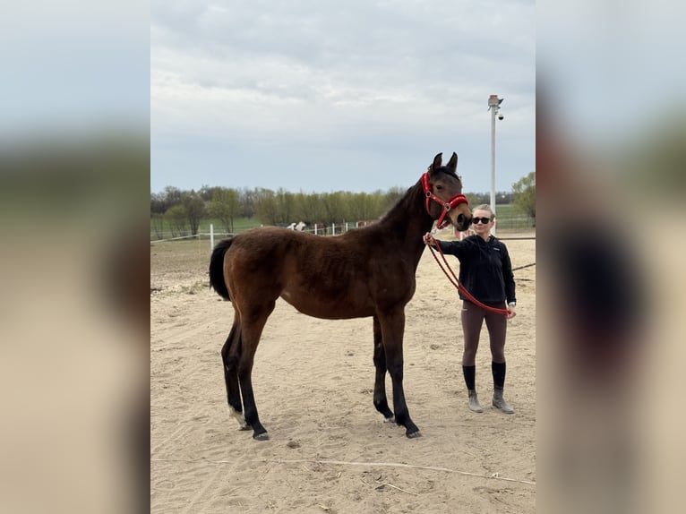 KWPN Stute 1 Jahr 170 cm Dunkelbrauner in Warszawa