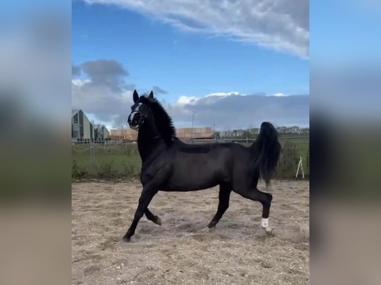 KWPN Stute 1 Jahr 170 cm Dunkelfuchs in Maasbree