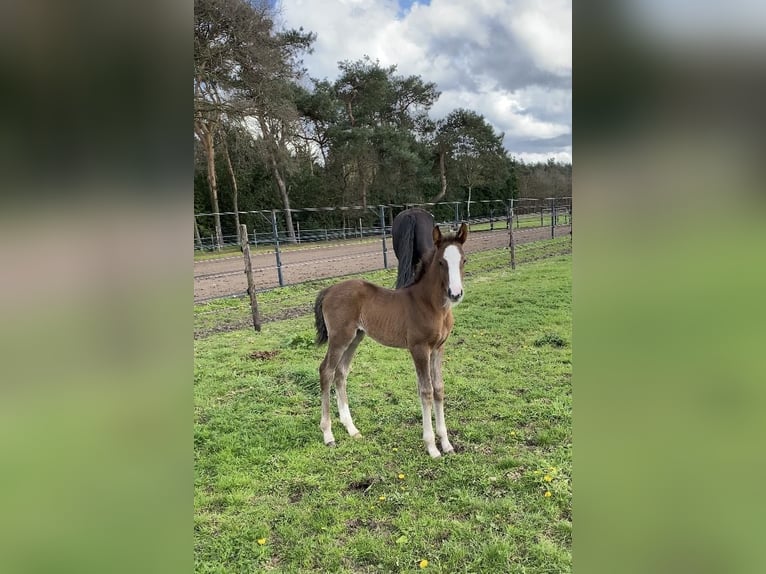 KWPN Stute 1 Jahr 170 cm Dunkelfuchs in Maasbree