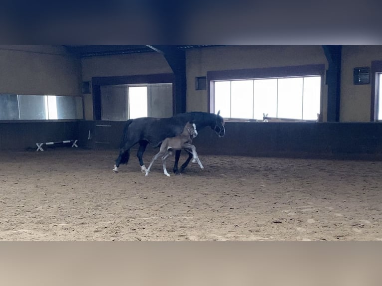 KWPN Stute 1 Jahr 170 cm Dunkelfuchs in Maasbree