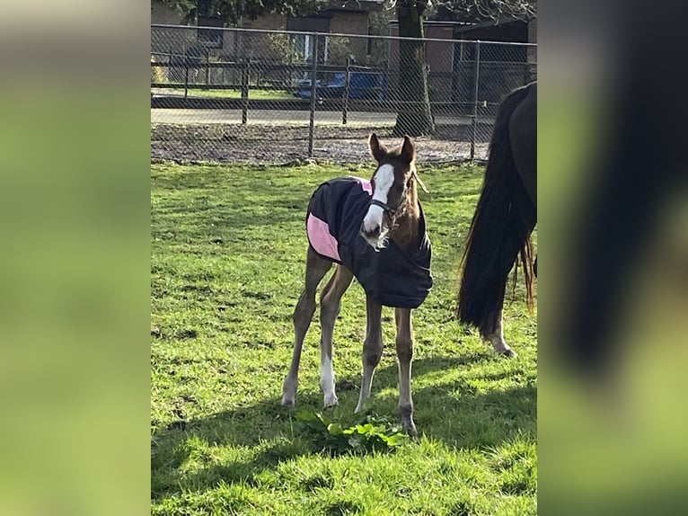 KWPN Stute 1 Jahr 170 cm Dunkelfuchs in Maasbree