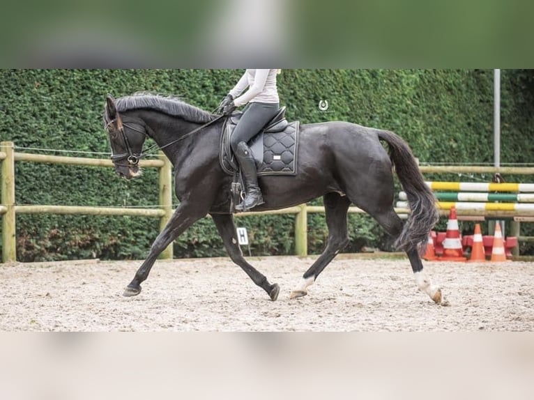 KWPN Stute 1 Jahr 170 cm Dunkelfuchs in Maasbree