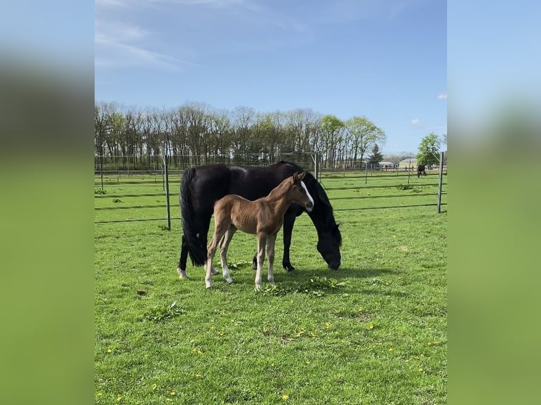 KWPN Stute 1 Jahr 170 cm Dunkelfuchs in Maasbree