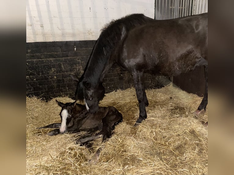 KWPN Stute 1 Jahr 170 cm Dunkelfuchs in Maasbree