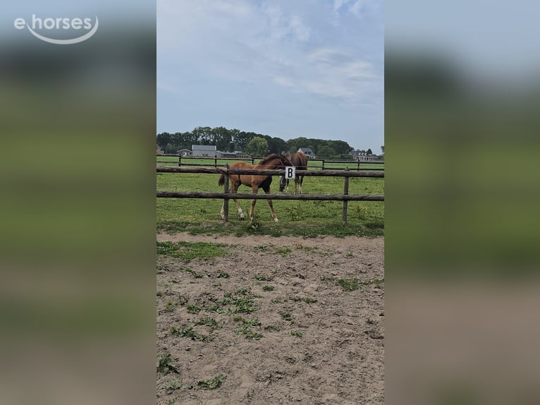 KWPN Stute 1 Jahr 170 cm Dunkelfuchs in Grootebroek